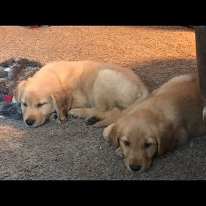 Meet your Posher, Robin